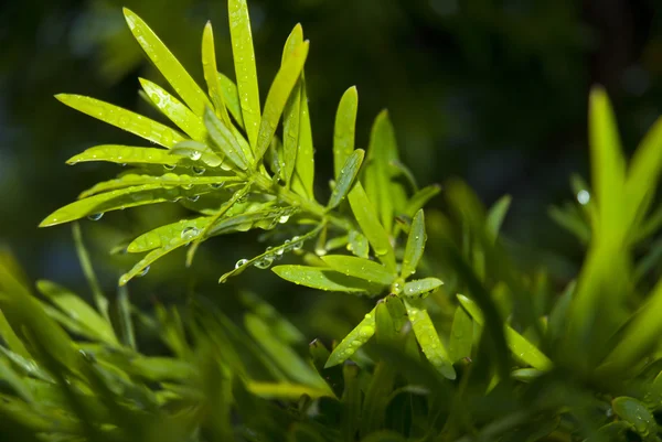 Wet green leaves — Stock Photo, Image