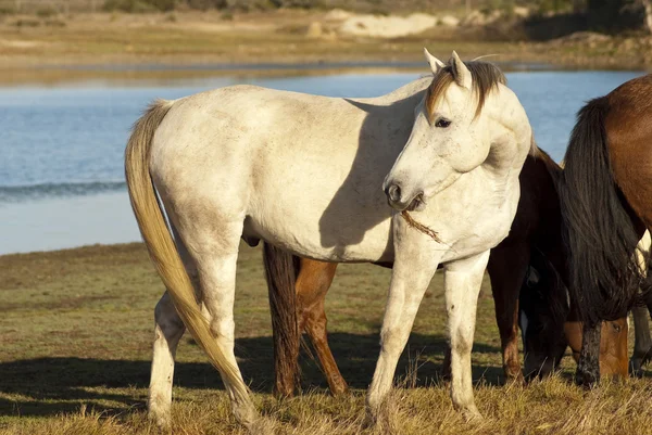 Bruna och vita hästar — Stockfoto