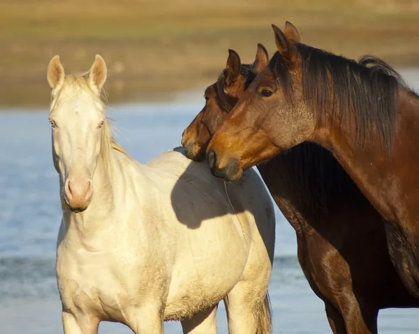 Brown and white horses — Stock Photo, Image
