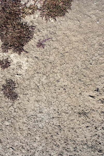 Trockener Boden mit einigen Pflanzen — Stockfoto