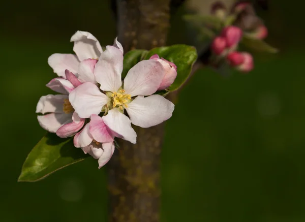 Рожева яблуня цвіте — стокове фото
