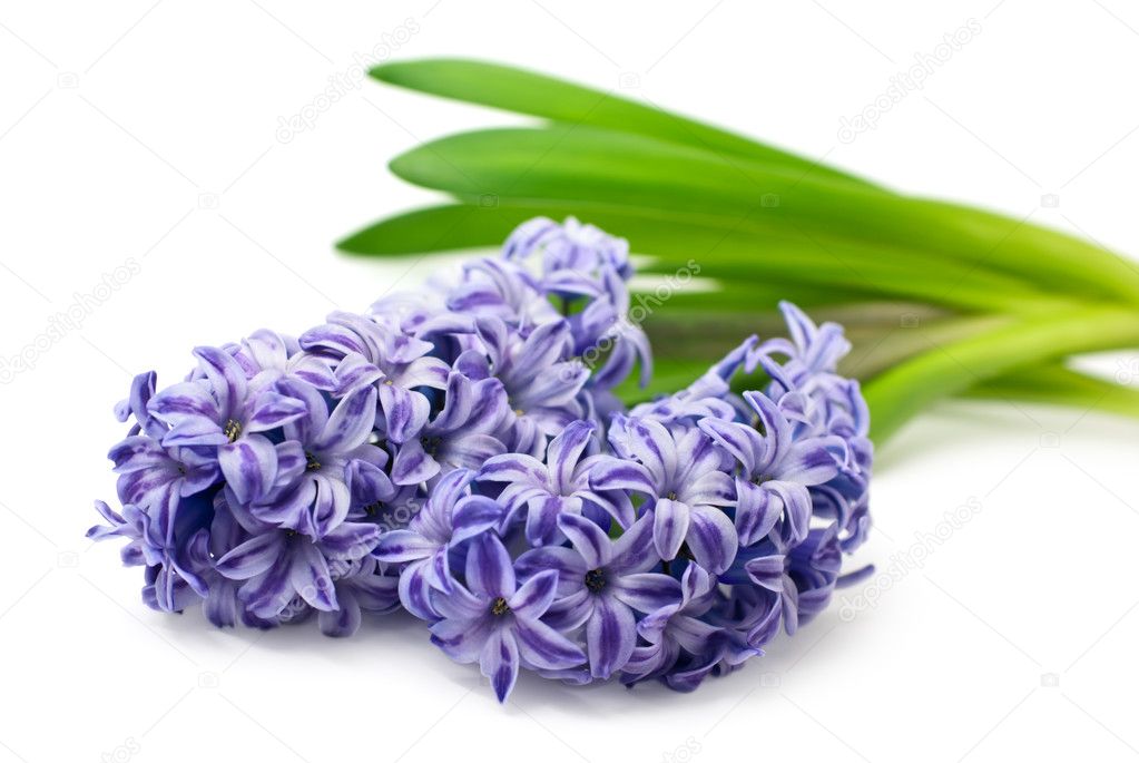 Blue hyacinth isolated on white