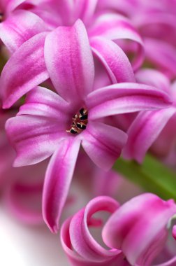 Pink hyacinth (macro) clipart