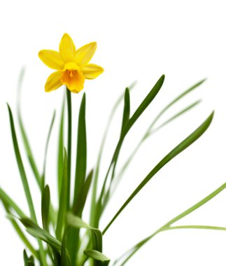 Yellow daffodil isolated on white clipart