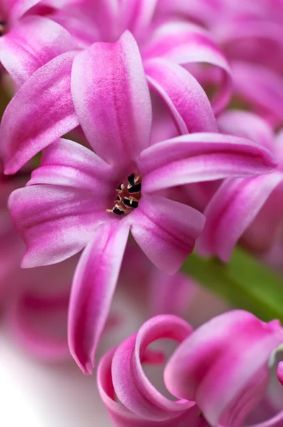 Rosa hyacint (makro) — Stockfoto