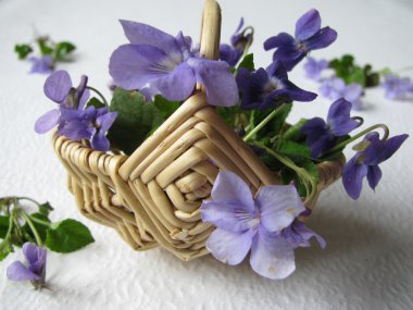 Violets in a little bascet clipart