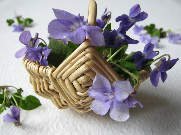 Violetas em uma pequena cesta — Fotografia de Stock
