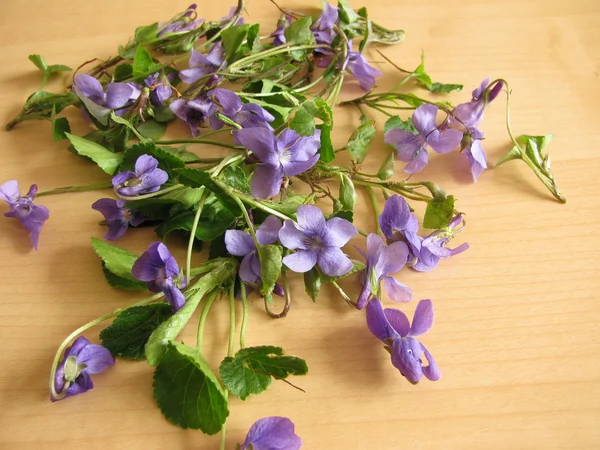 Violetas, Viola odorata — Fotografia de Stock