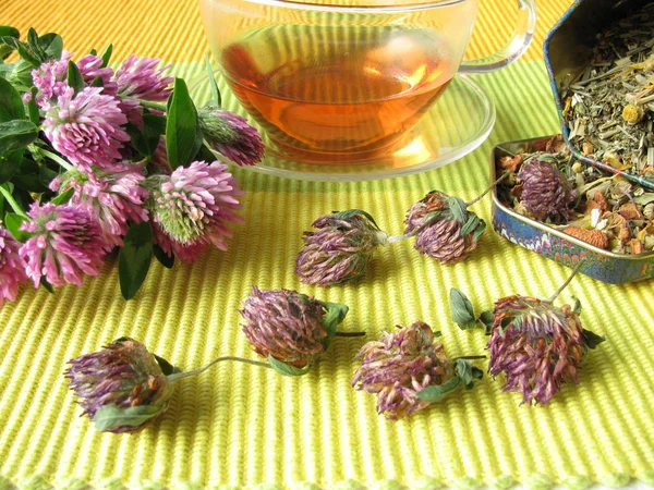Herb tea with red clover — Stock Photo, Image