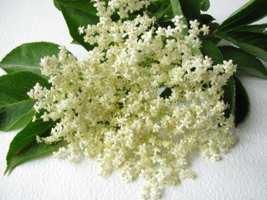 Elderflower clipart