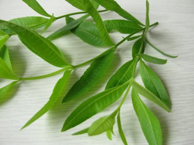 Lemon verbena, Lippia citrodora