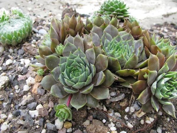 stock image Small Rockery