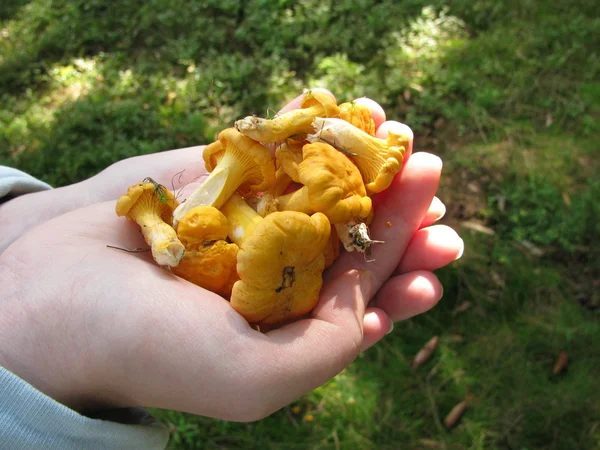 Golden chanterelles in hands — Stock Photo, Image