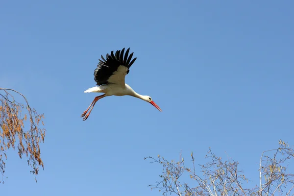 Vit stork under flygning — Stockfoto