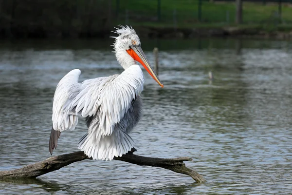 Dalmata Pelican — Foto Stock