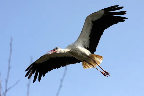 White Stork in flight — Stock Photo, Image