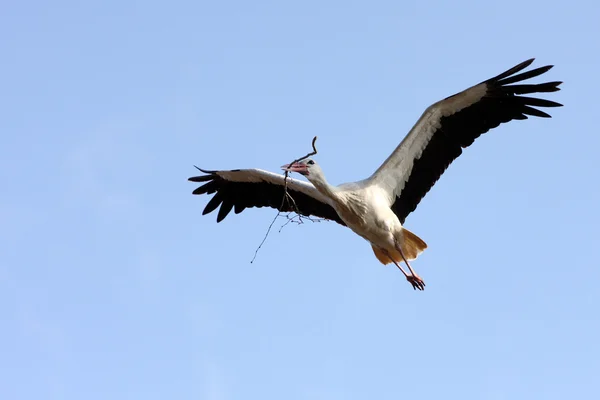 Cigogne blanche en vol — Photo
