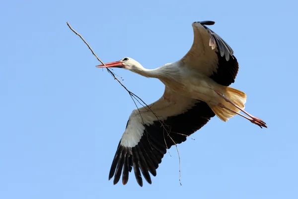 Fehér gólya repülés közben — Stock Fotó