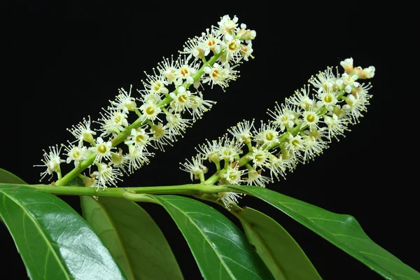 Cereja Laurel floresce — Fotografia de Stock