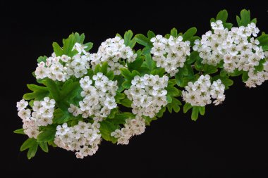 crataegus çiçekler