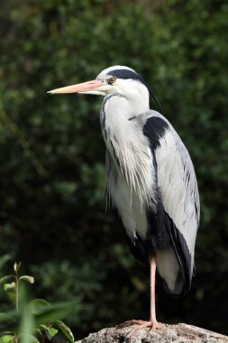 Grey heron clipart