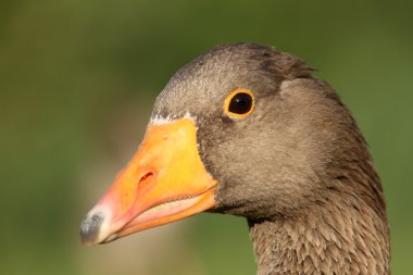 Greylag Kaz