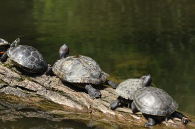 kaplumbağaları bir oturum