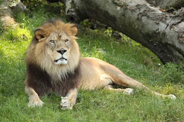 Leão, panthera leo — Fotografia de Stock