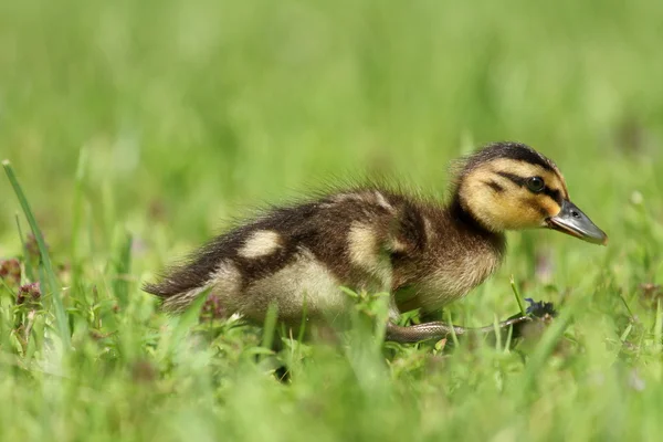 年轻的小鸭 — 图库照片
