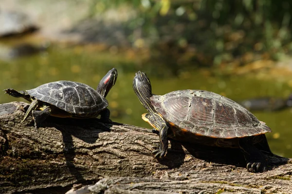 Черепахи на бревне — стоковое фото