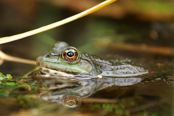 Edible frog — Stock Photo, Image