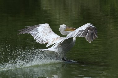 Dalmaçyalı Pelikan, pelecanus crispus