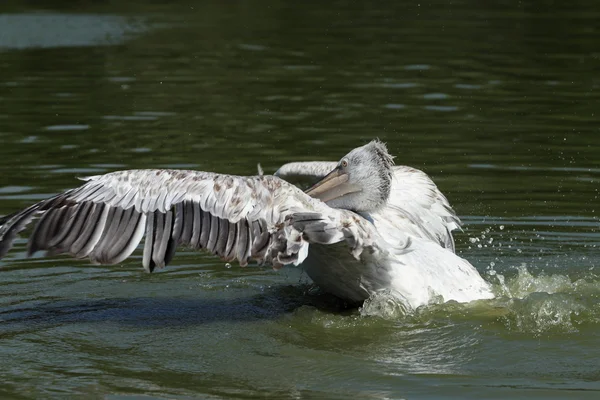 Далматинский пеликан — стоковое фото