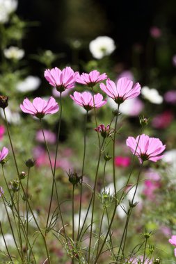 Cosmos çiçek