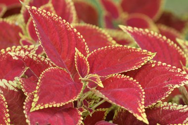 Coleus