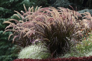 Fountain Grass clipart