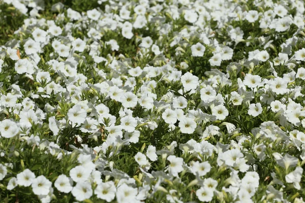 stock image Petunia