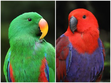 Eclectus parrot clipart