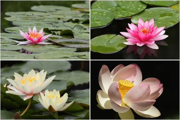 Water lilies in bloom — Stock Photo, Image