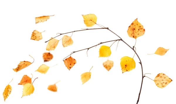 Branche d'automne — Photo