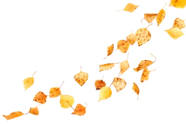 Падающие осенние листья — стоковое фото