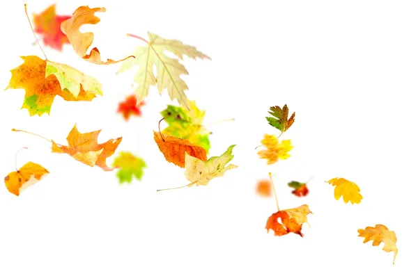 Fallende Herbstblätter — Stockfoto