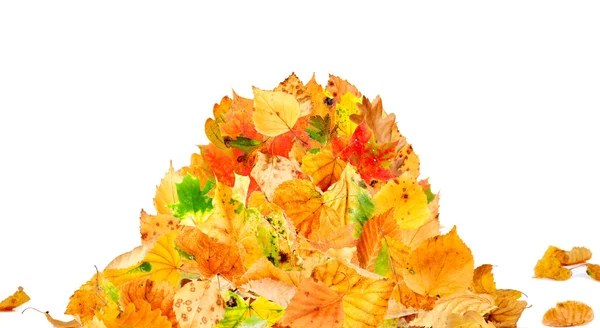 Stock image Heap of leaves