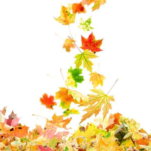 Falling Maple Leaves — Stock Photo, Image