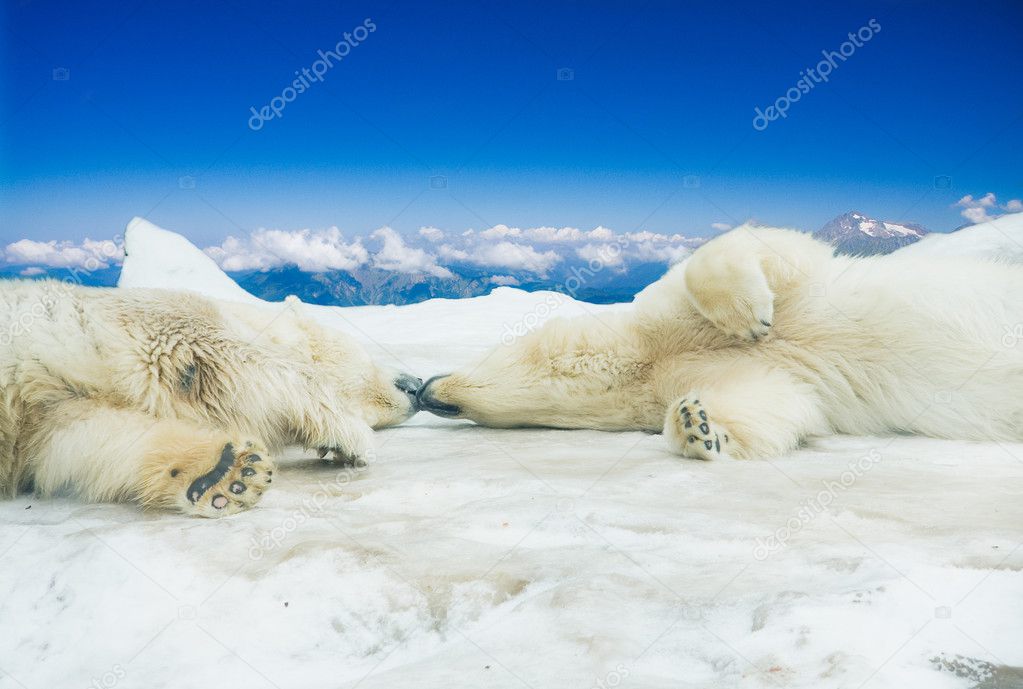 Polar bears on snow