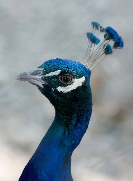 Dark blue exotic bird