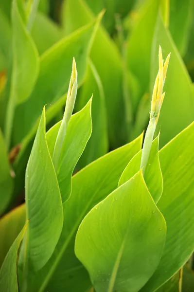 stock image Green