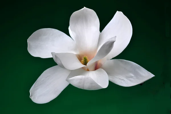 Magnolia — Fotografie, imagine de stoc