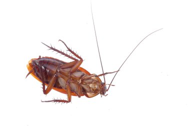 Cockroach clipart