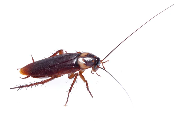 Cockroach Stock Picture